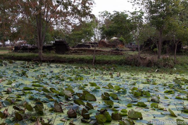 lotus-filled moat of Ku Buamat Khmer ruin