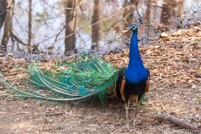 peacock next to pond at Phra That Phu Phek Khmer ruin