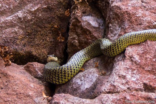 snake inside Phra That Phu Phek Khmer ruin