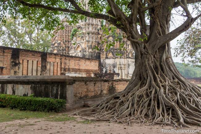 tree next to Wat Si Sawai Khmer ruin