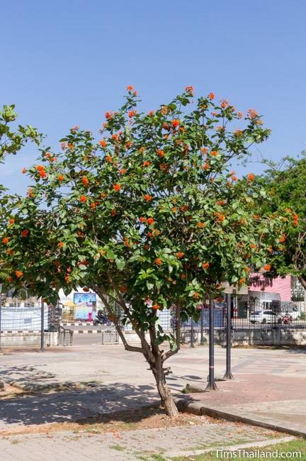 flowering Geiger tree