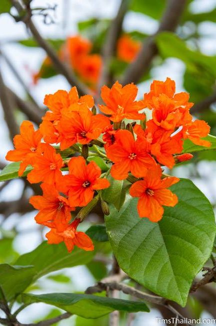 Geiger tree flowers