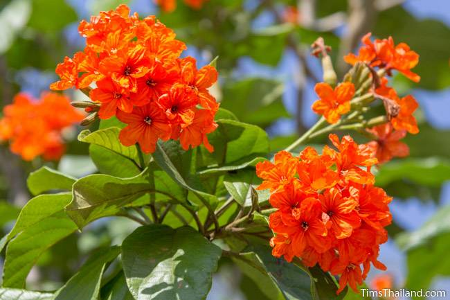 Geiger tree flowers