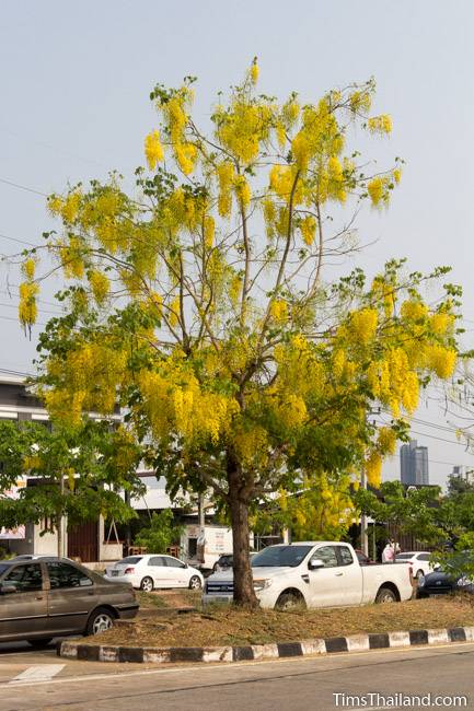 golden shower tree in bloom