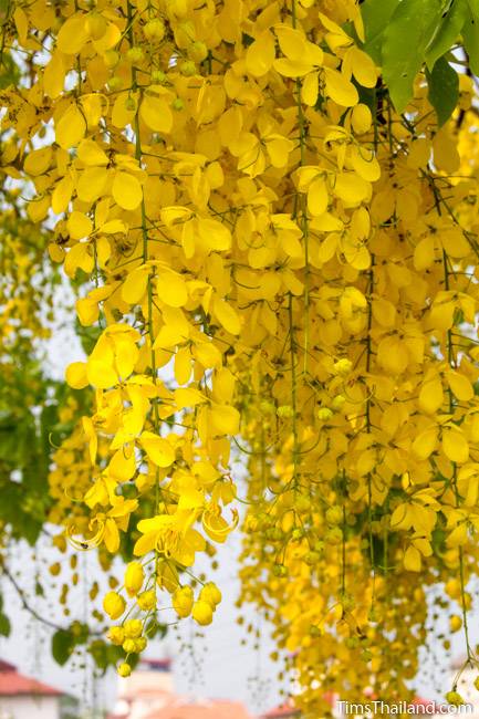 Flowering Trees of Thailand – Golden Shower Tree - Tim's Thailand