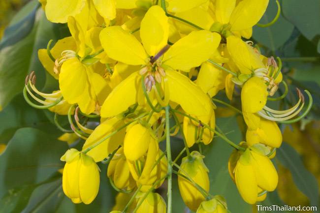 golden shower tree flower