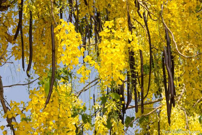 golden shower tree flowers and fruits