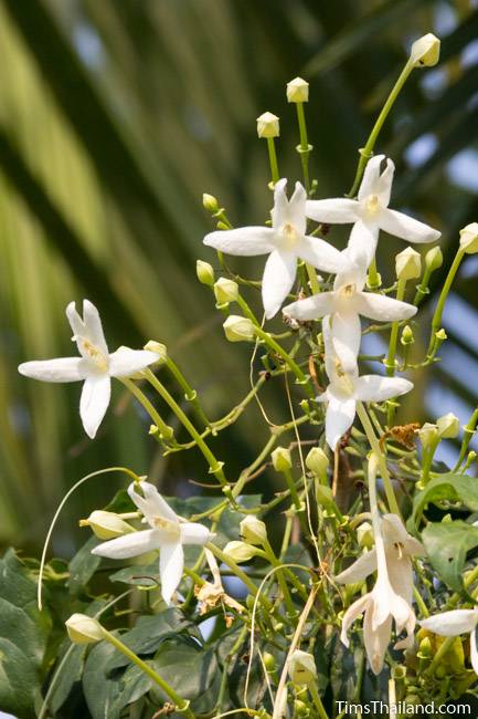 Indian cork tree flowers