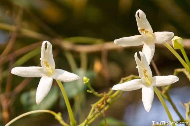 Indian cork tree flowers