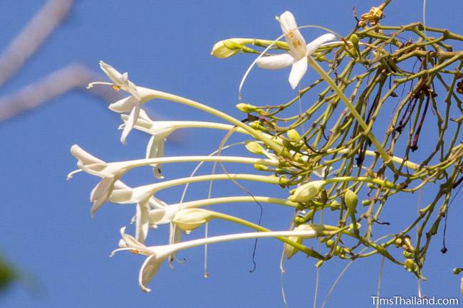 Indian cork tree flowers