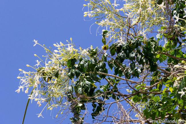 Indian cork tree flowers