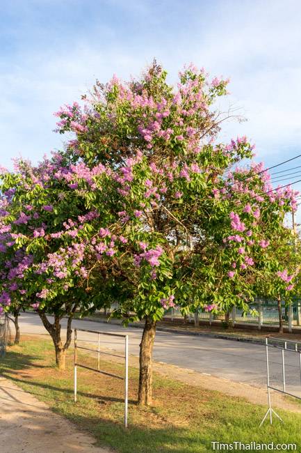 flowering Pride of India tree