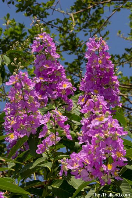 Pride of India tree flowers