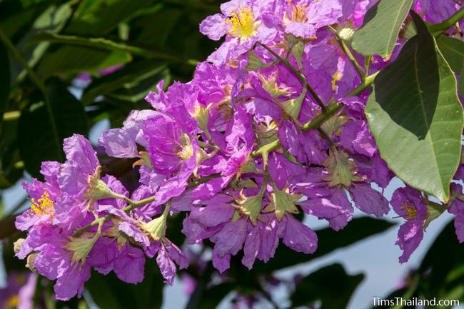 Pride of India tree flowers