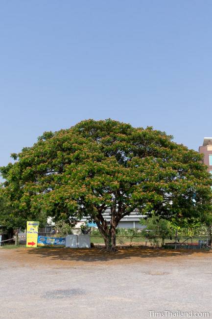 flowering rain tree