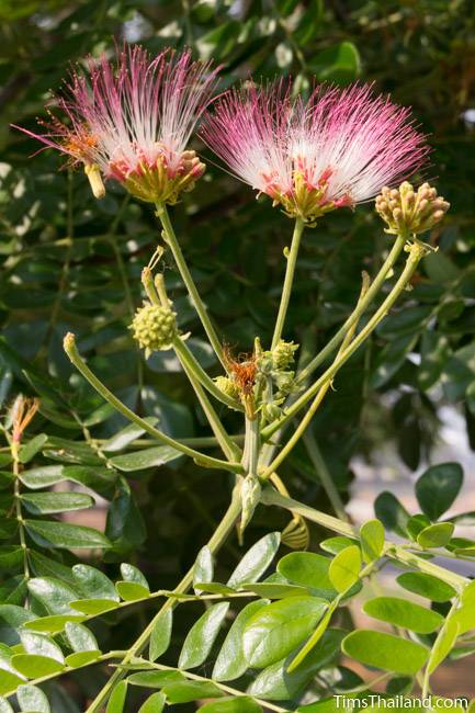 rain tree flower