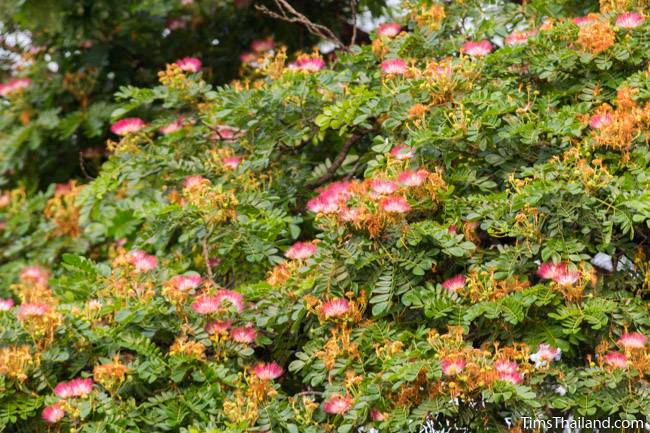 rain tree flowers