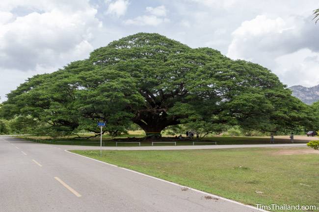 giant rain tree in Kanchanaburi