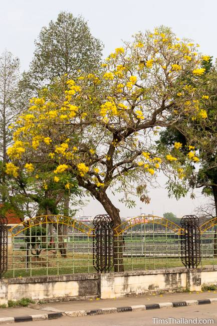 flowering silver trumpet tree