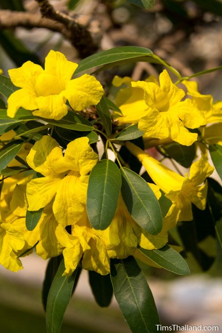 silver trumpet tree flowers