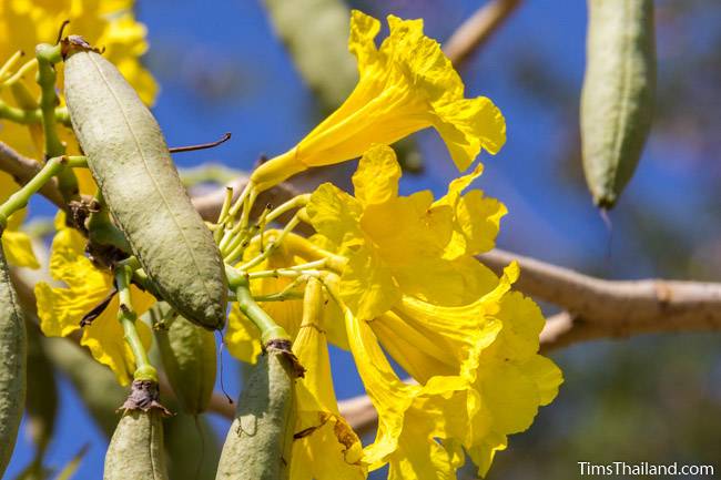 silver trumpet tree flowers and seed pods