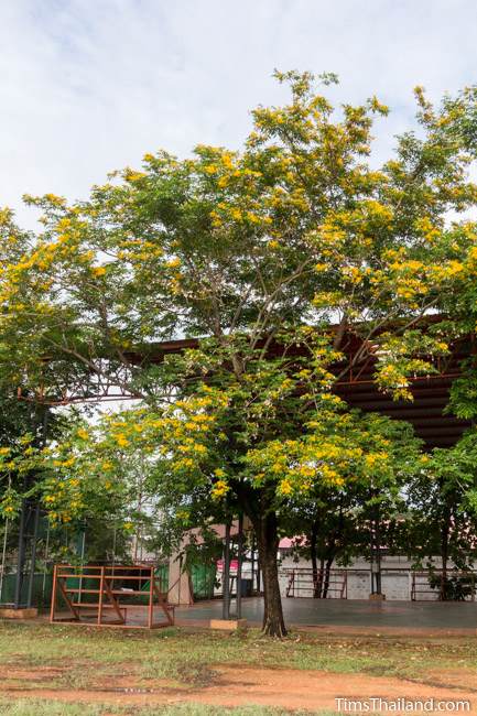 flowering Burma padauk tree