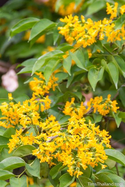 Burma padauk tree flowers