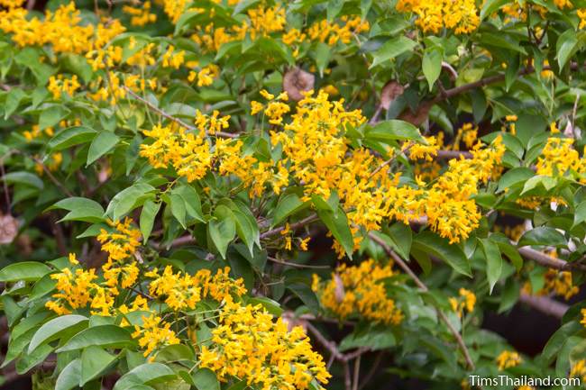 Burma padauk tree flowers