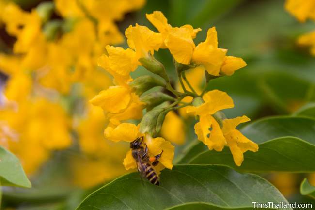 Burma padauk tree flowers and a bee