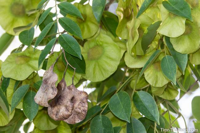 Burma padauk tree seeds