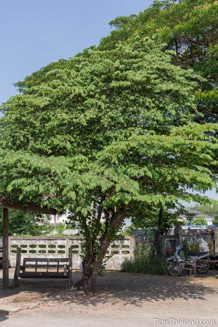 flowering calabura tree