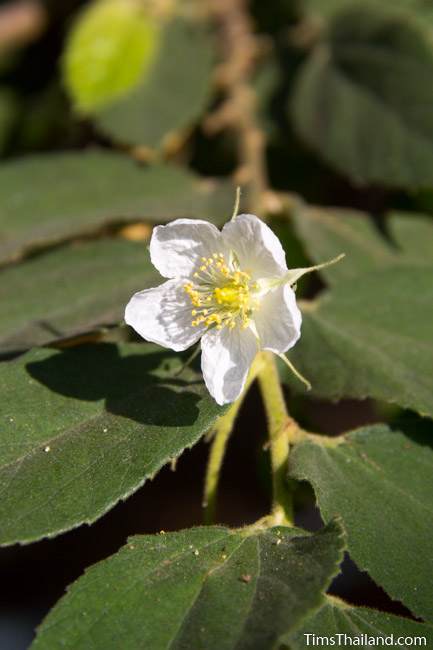 calabura tree flower