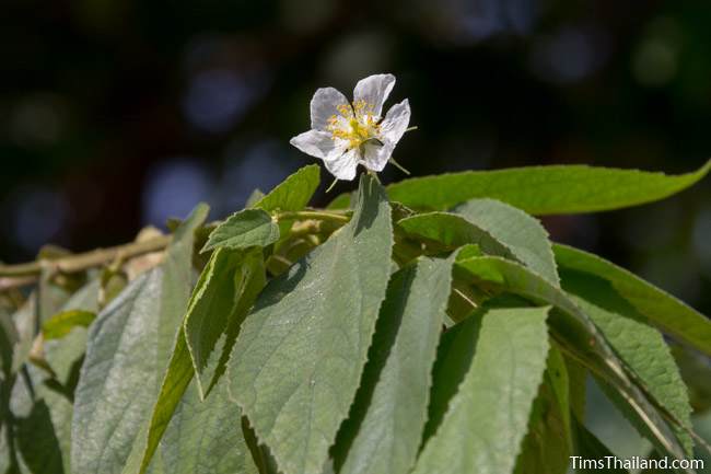 calabura tree flower