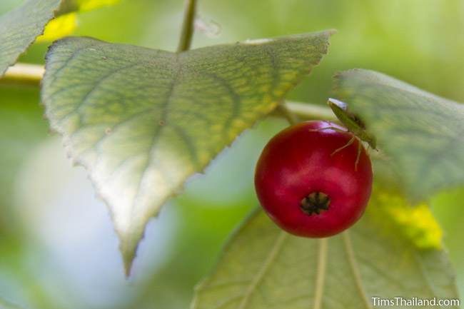 calabura tree fruit