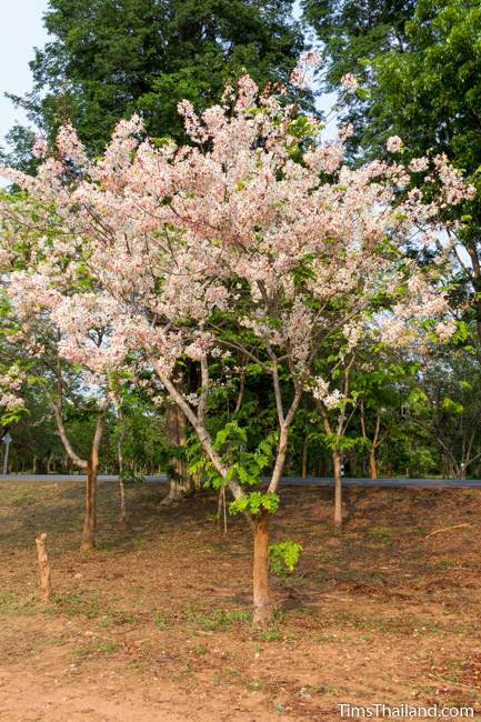 flowering pink shower tree