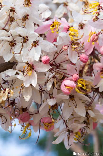 pink shower tree flower