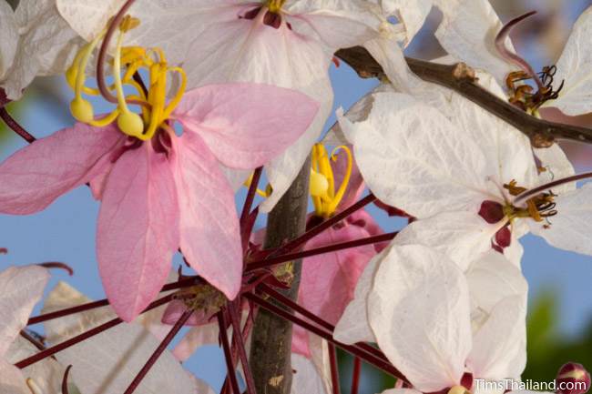 pink shower tree flower