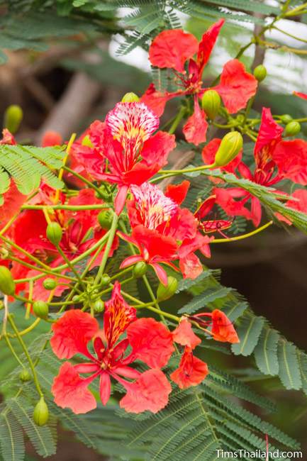 flame tree flowers