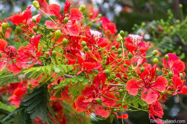 flame tree flowers