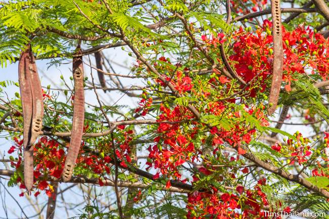 flame tree flowers and seed pods