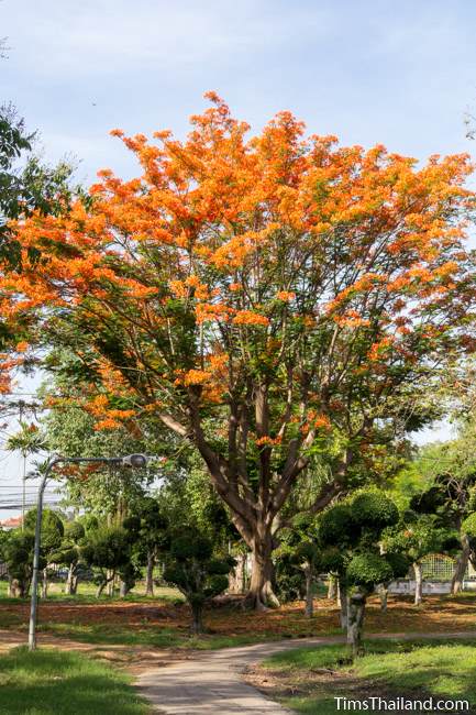 flowering flame tree