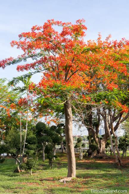 flowering flame tree