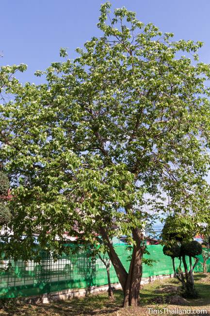 flowering lanete tree