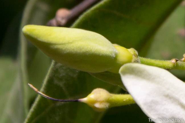 flower bud from lanete tree