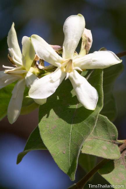 lanete tree flower