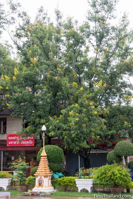 flowering Siamese Senna tree