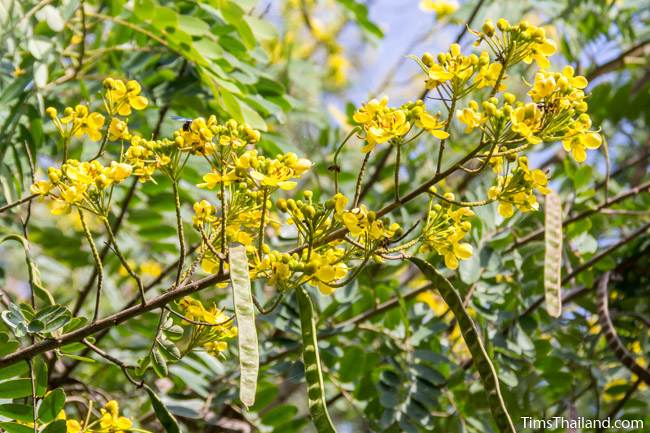 Siamese Senna flowers and seed pods