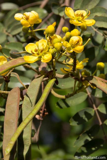 Siamese Senna flowers and seed pods