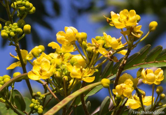 Siamese Senna flowers and seed pods