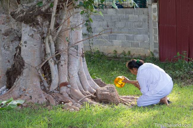 woman pouring water on the ground next to a tree